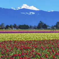 associate chiropractor wanted for employment Skagit Valley Washington